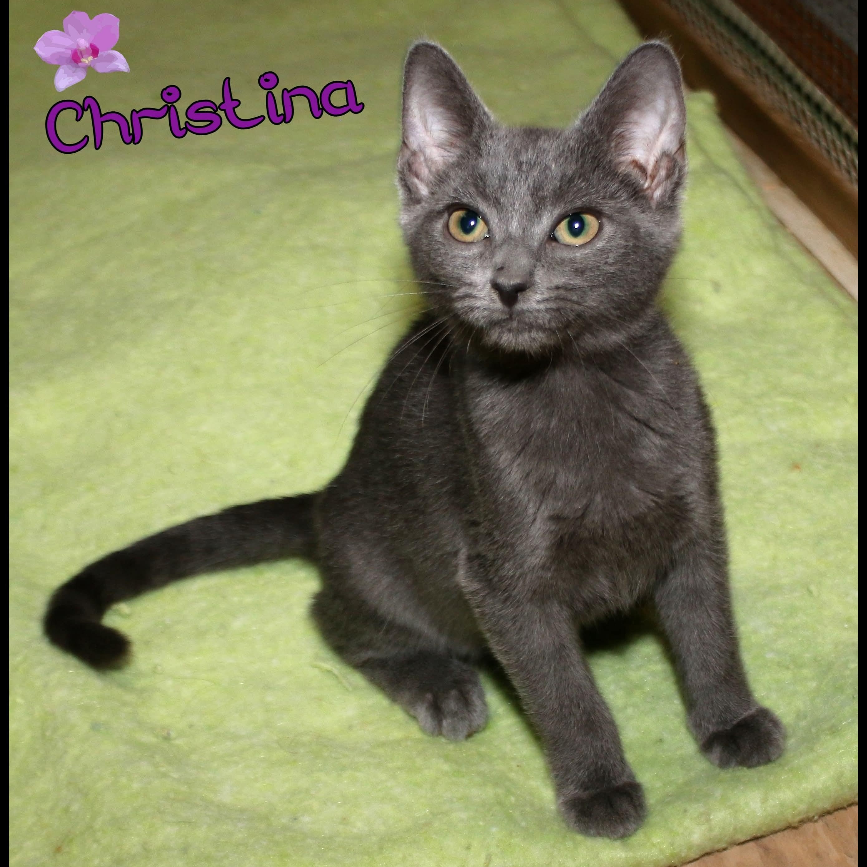 Enlarge Christina, a Adoptable Domestic Short Hair in Shippenville, PA image 1/2