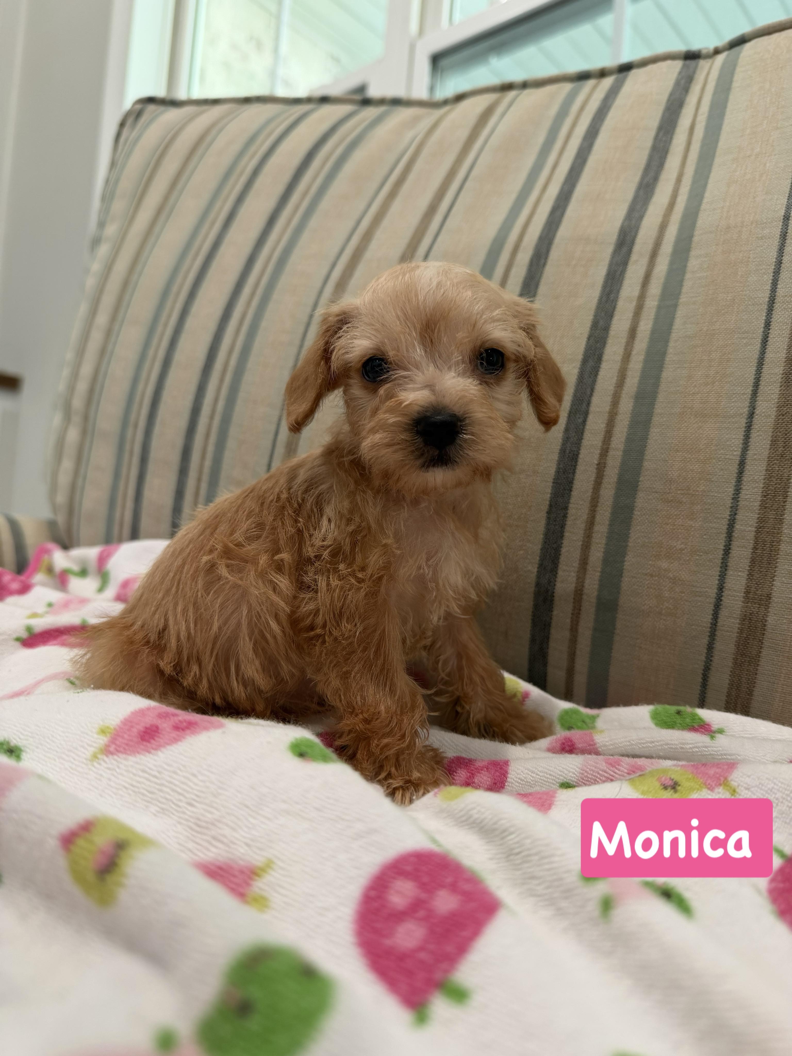 Friends group Monica, adopted, Puppy Female Miniature Poodle & Shih Tzu.