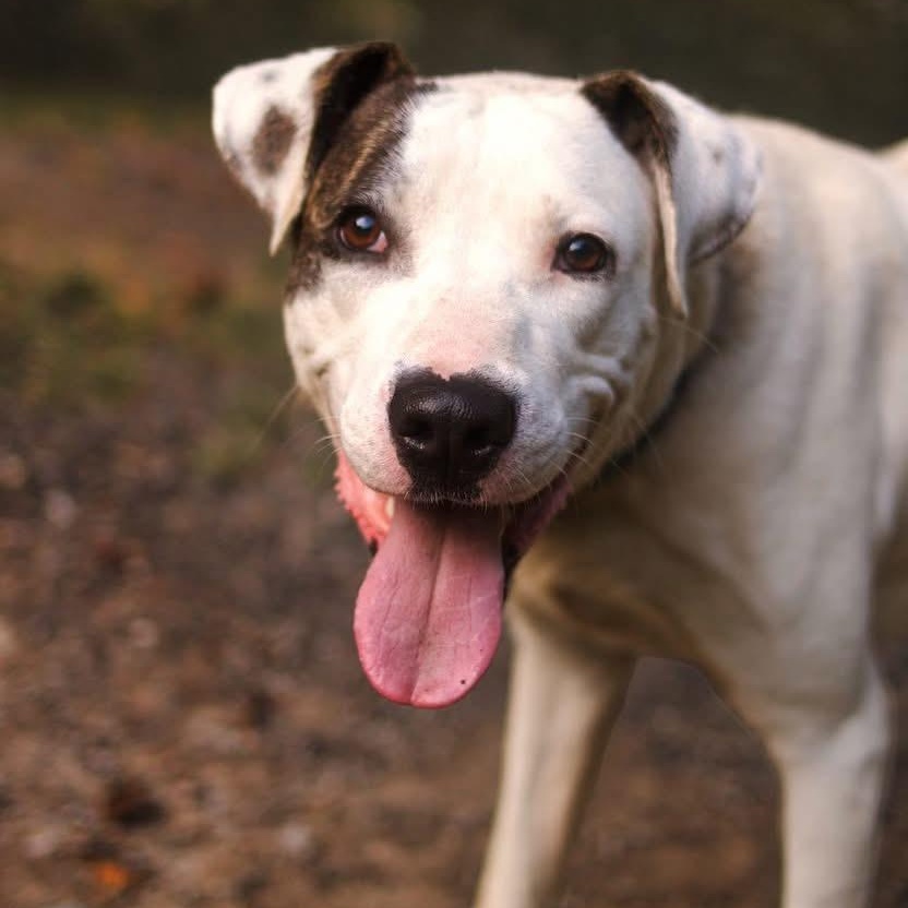 Bolt, a Adoptable mixed breed image 5/5