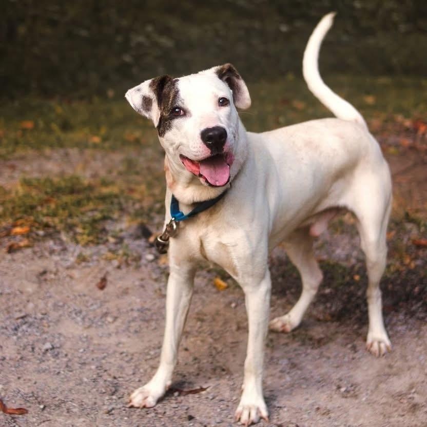 Bolt, a Adoptable mixed breed image 1/5