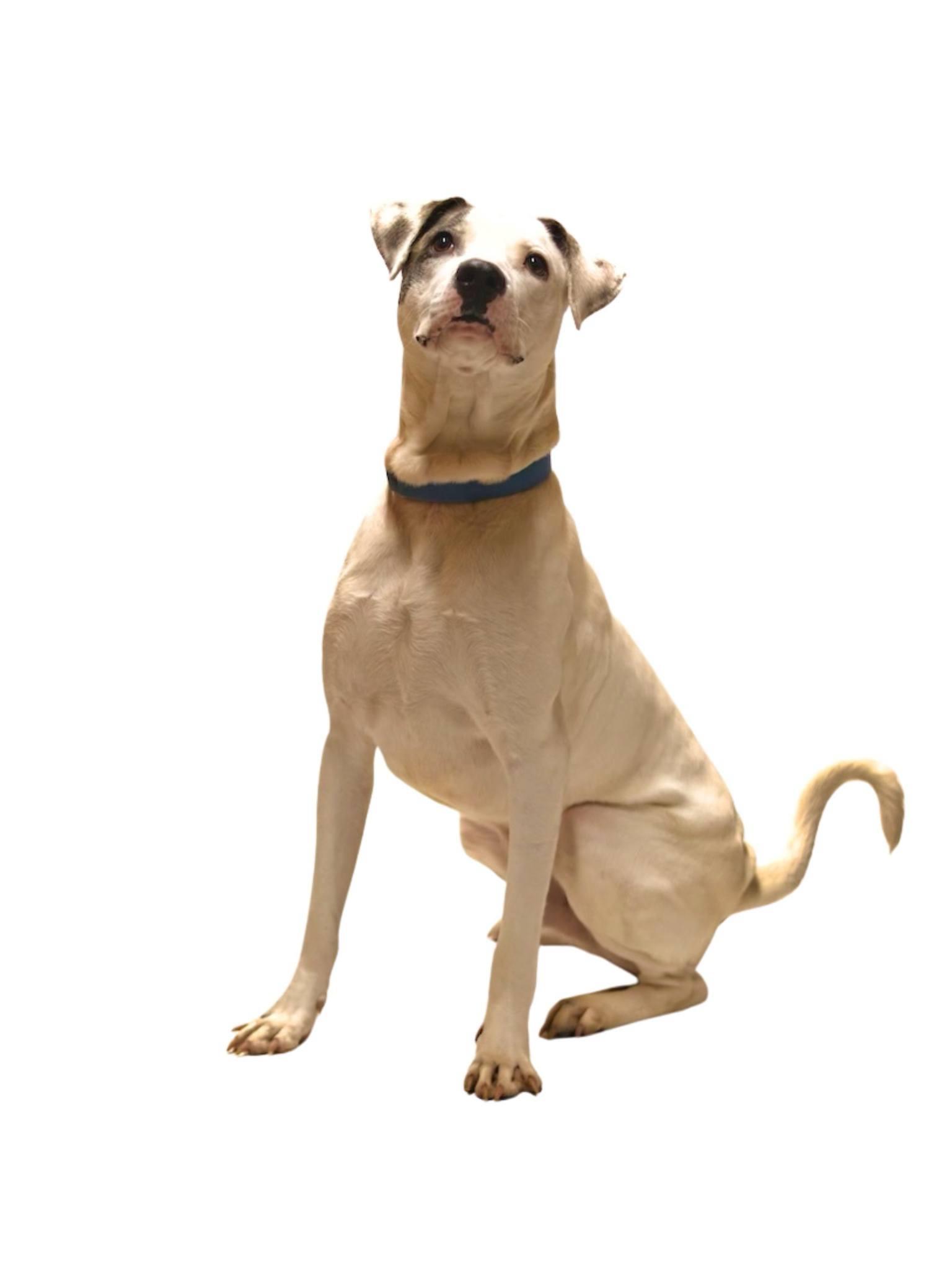 Bolt