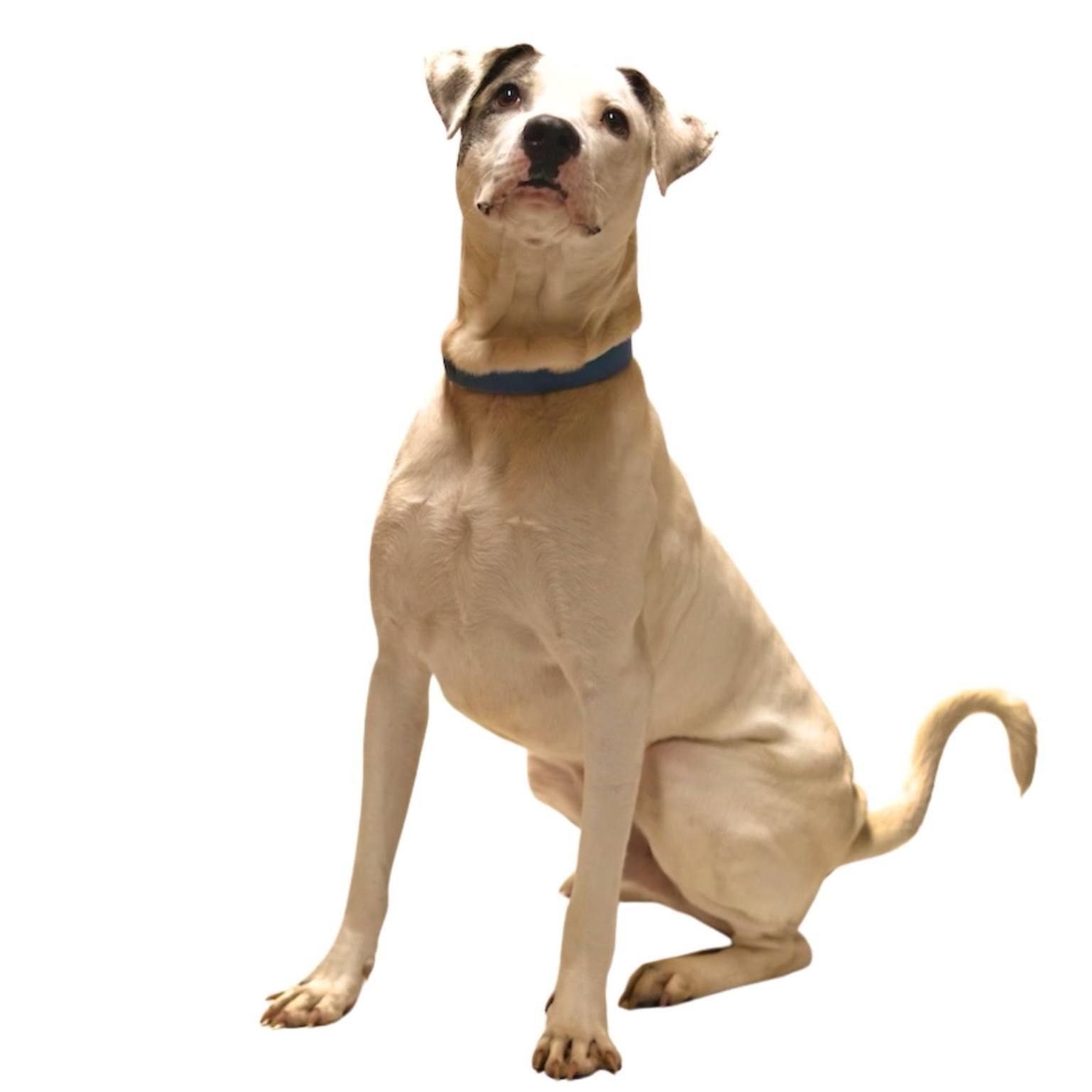 Bolt, a Adoptable mixed breed image 3/5