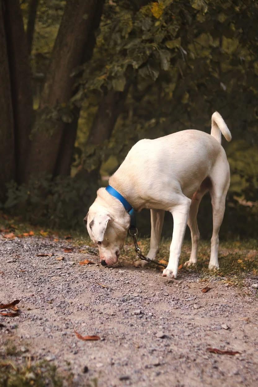 Bolt, a Adoptable mixed breed image 2/5