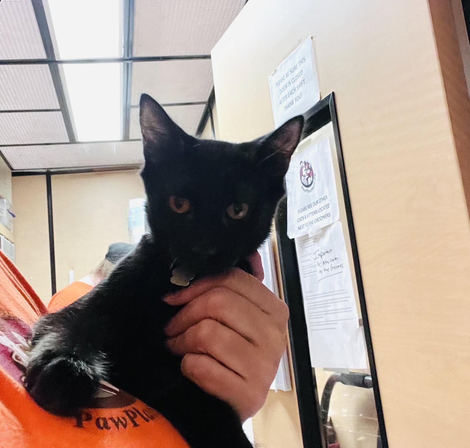 Carl, Adopted, Young Male Domestic Short Hair.