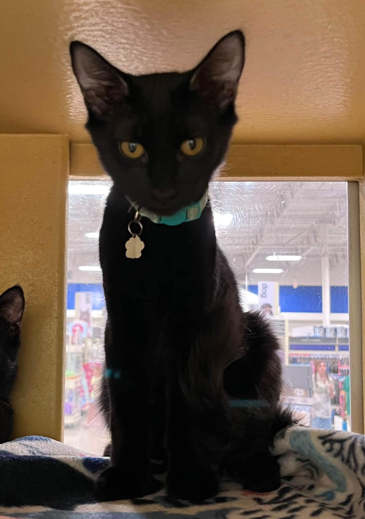 Enlarge Carl, a Adopted Domestic Short Hair in Scottsdale, AZ image 2/2