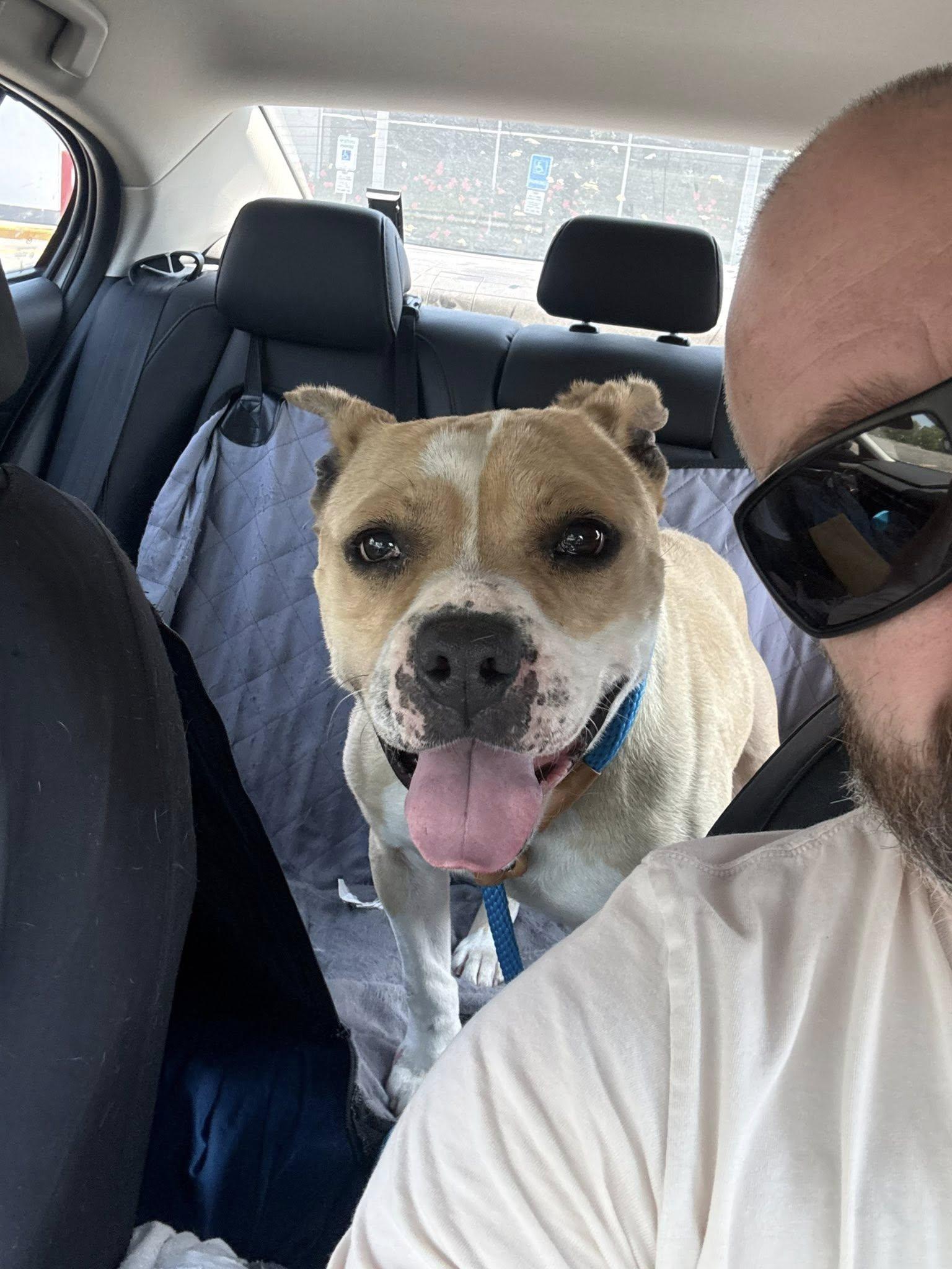 Harold, ADOPTABLE, Senior Male Pit Bull Terrier.