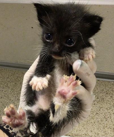 Enlarge SHADOW, a Adoptable Domestic Short Hair in Riverside, CA image 1/1
