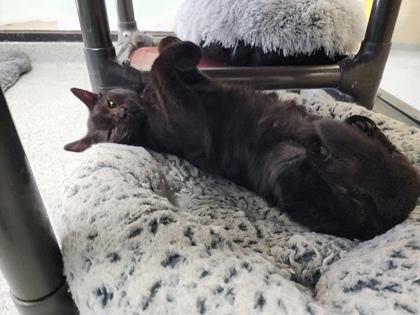 Enlarge Barry, a Adoptable mixed breed in Reidsville, NC image 1/1