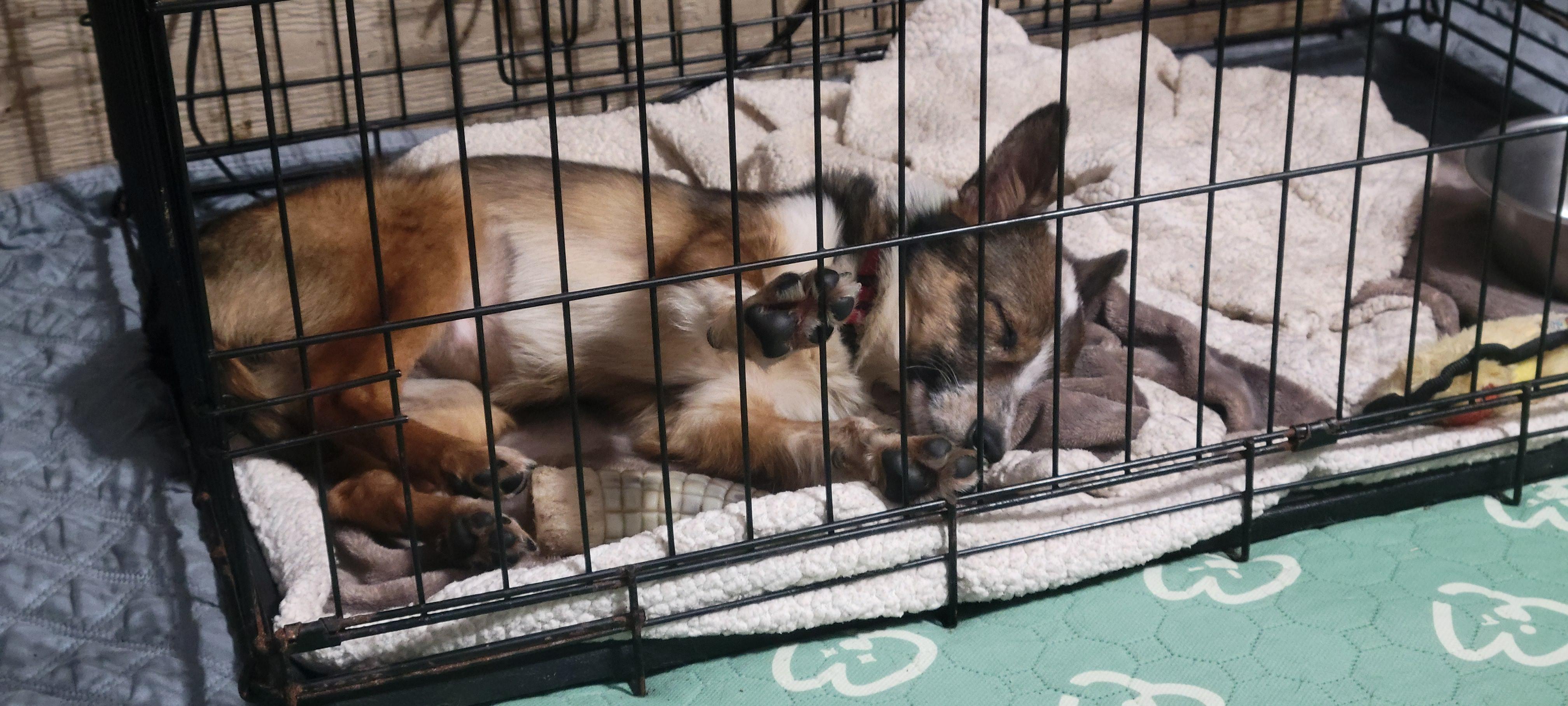 Enlarge Squeaks, a Adopted mixed breed in Milford, MI image 3/3
