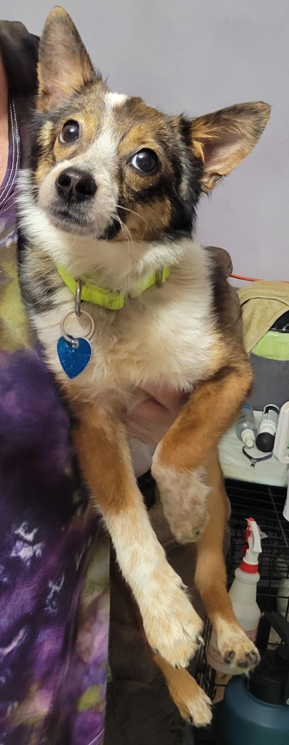Squeaks, Adopted, Puppy Female Rat Terrier.
