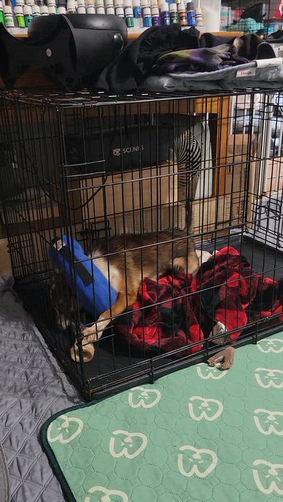 Enlarge Squeaks, a Adopted mixed breed in Milford, MI video 2/3
