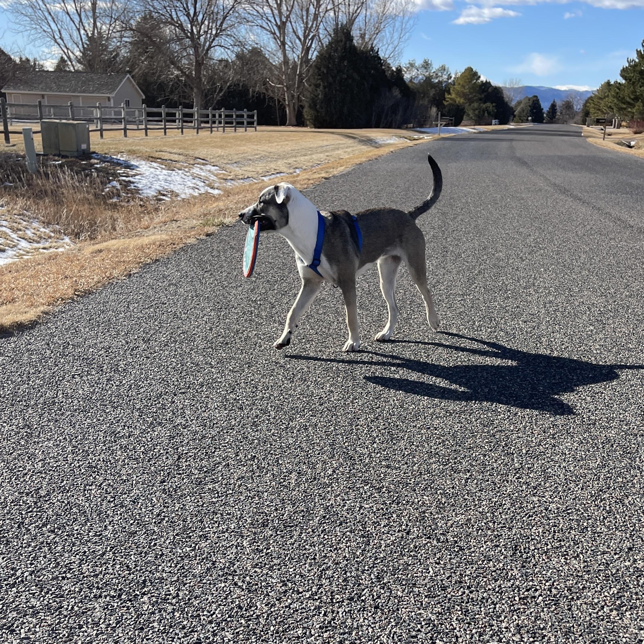 Enlarge Referral - Zeek, a ADOPTABLE mixed breed in Broomfield, CO image 5/5