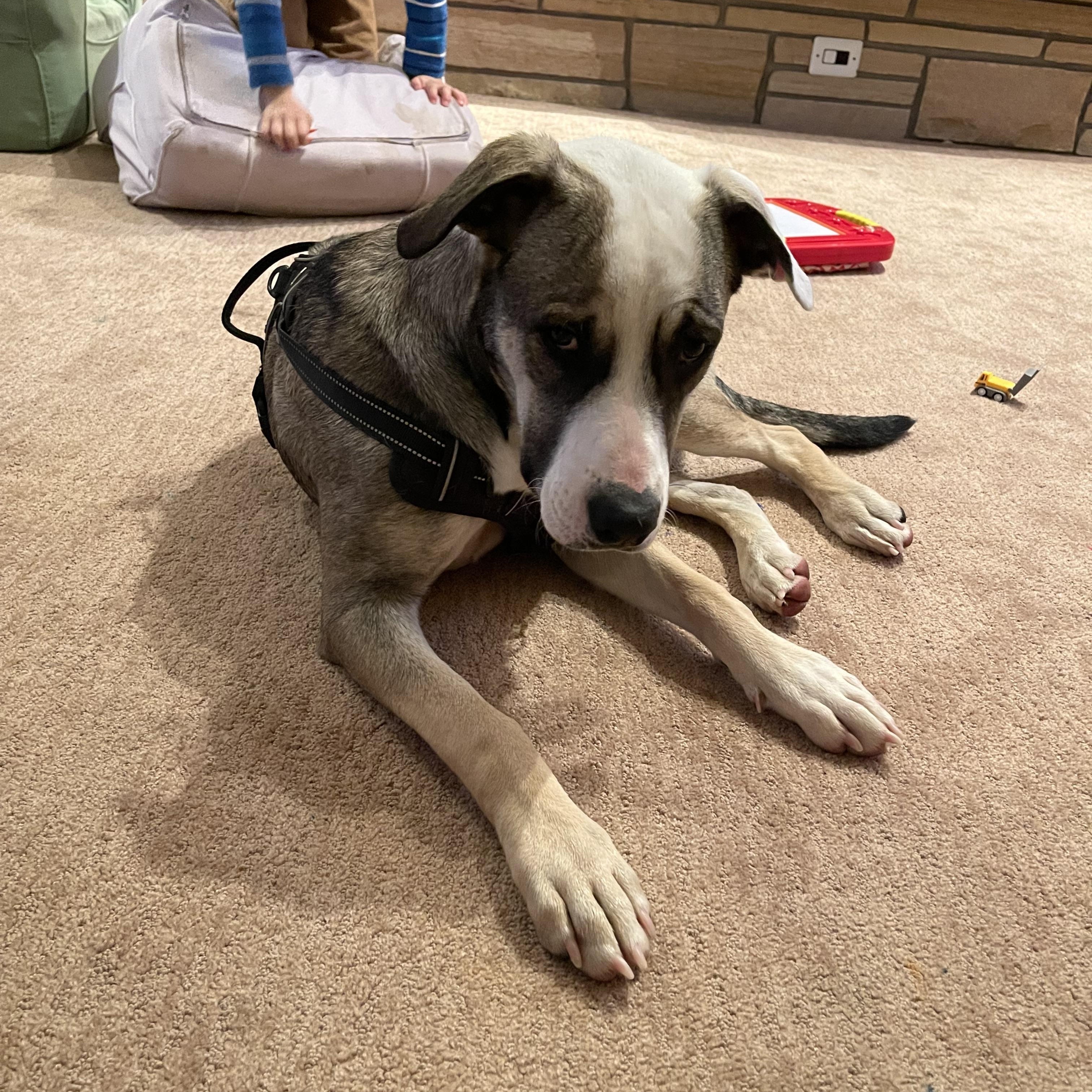Enlarge Referral - Zeek, a ADOPTABLE mixed breed in Broomfield, CO image 2/5