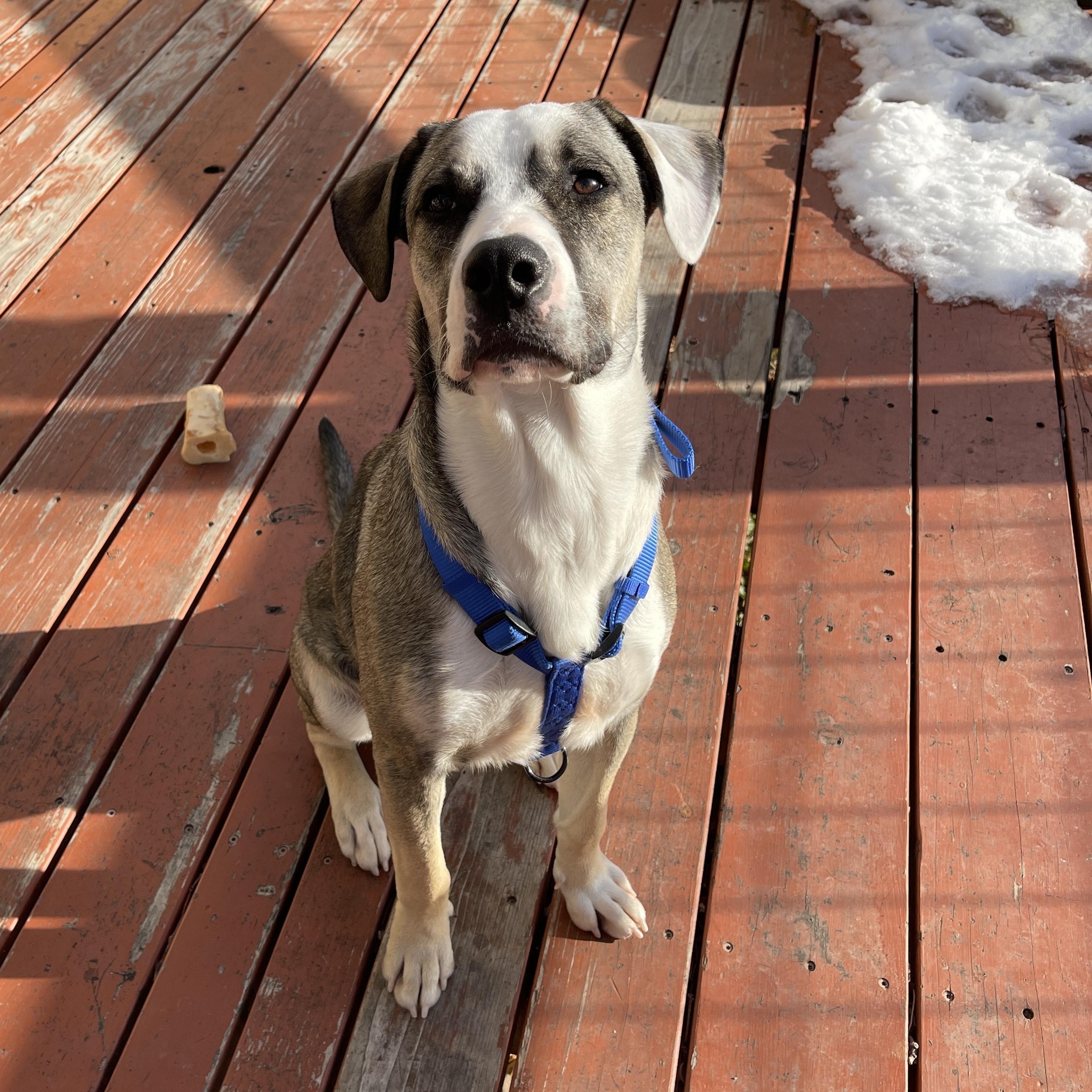 Referral - Zeek, ADOPTABLE, Young Male Labrador Retriever & Boxer.