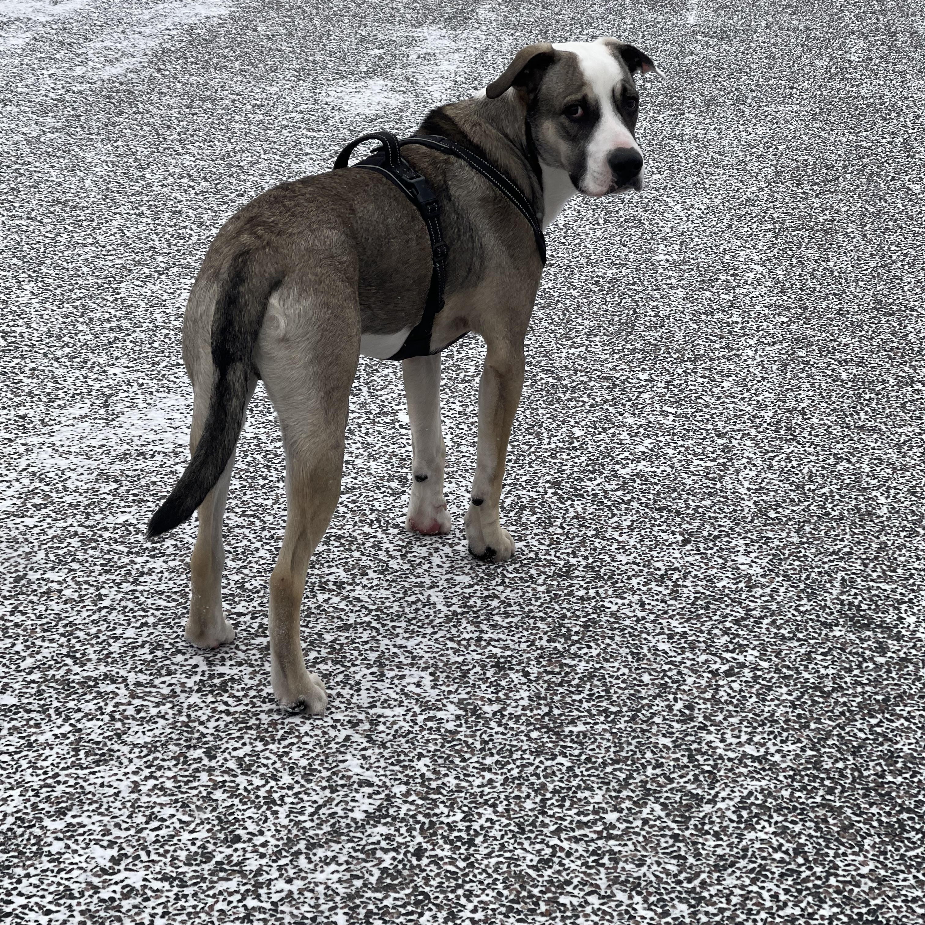 Enlarge Referral - Zeek, a ADOPTABLE mixed breed in Broomfield, CO image 4/5