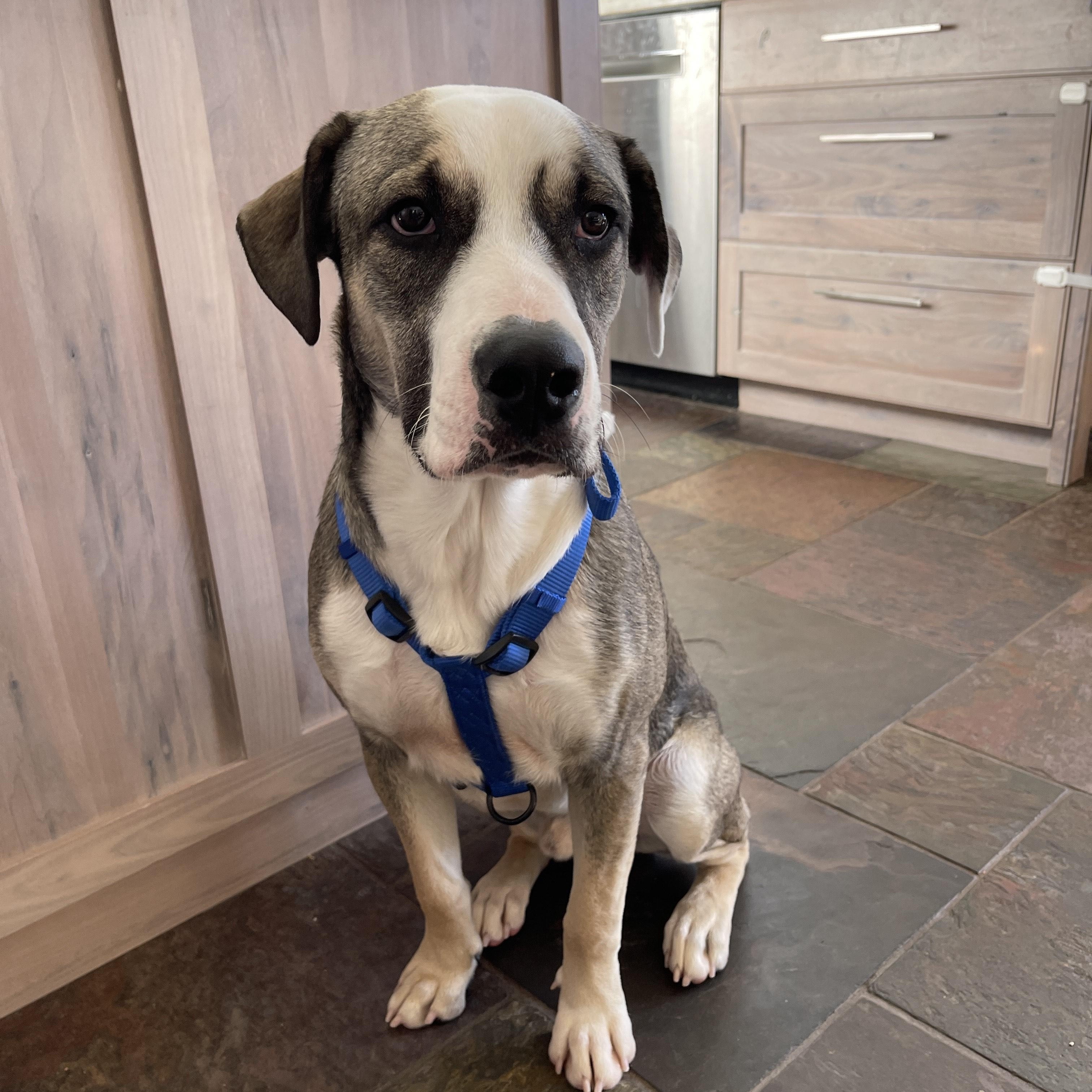 Enlarge Referral - Zeek, a ADOPTABLE mixed breed in Broomfield, CO image 3/5