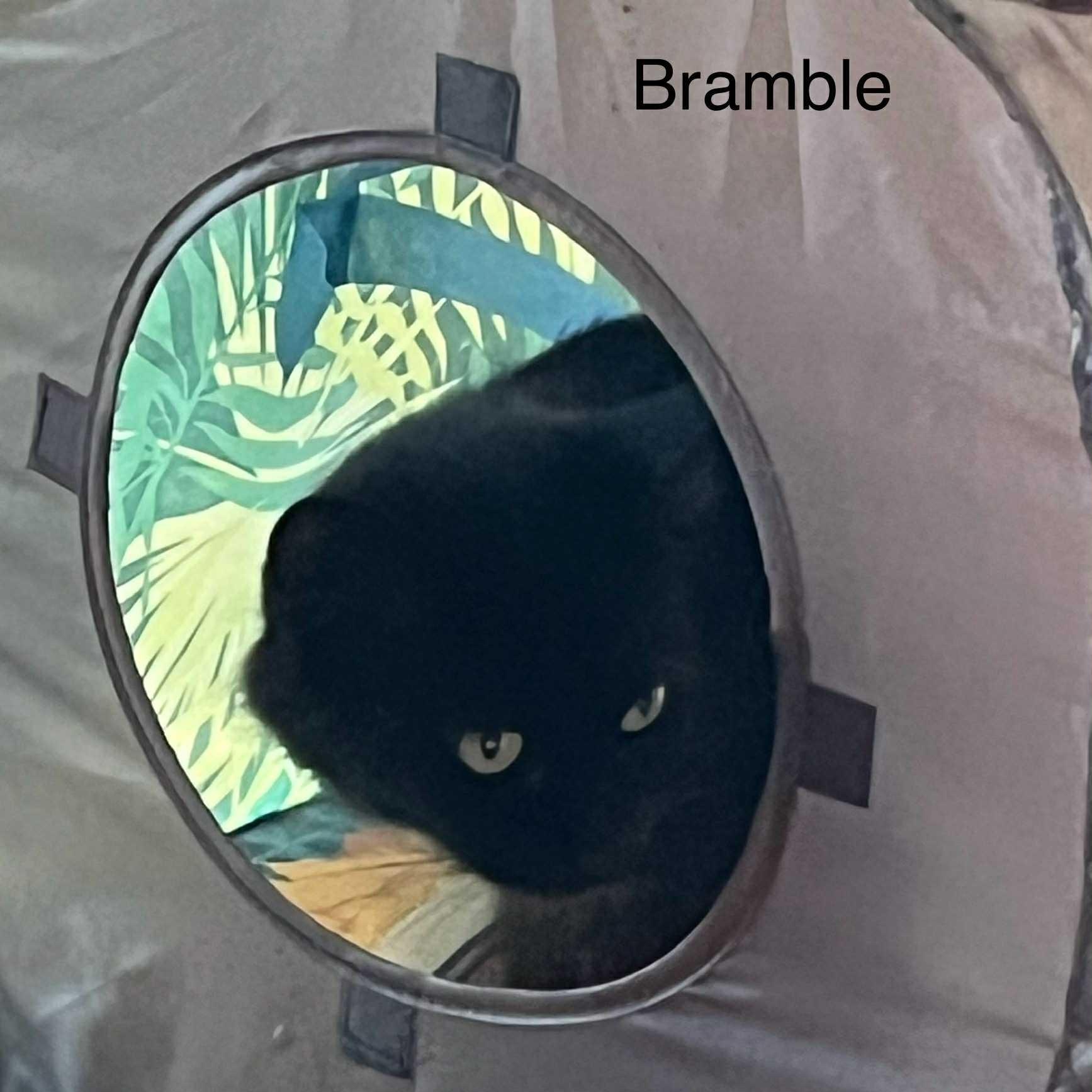 Bramble