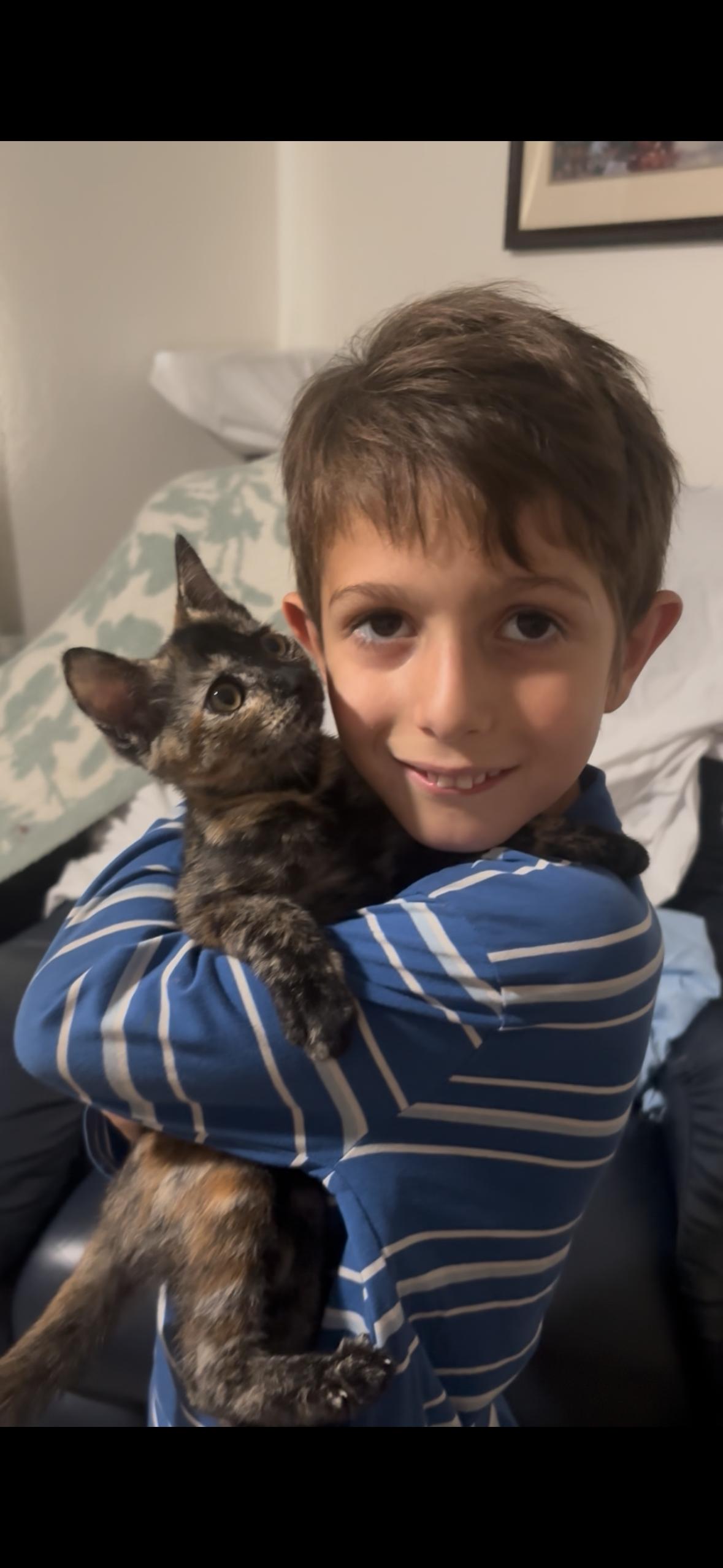 Dolly ( CW), Adopted, Kitten Female Tortoiseshell.