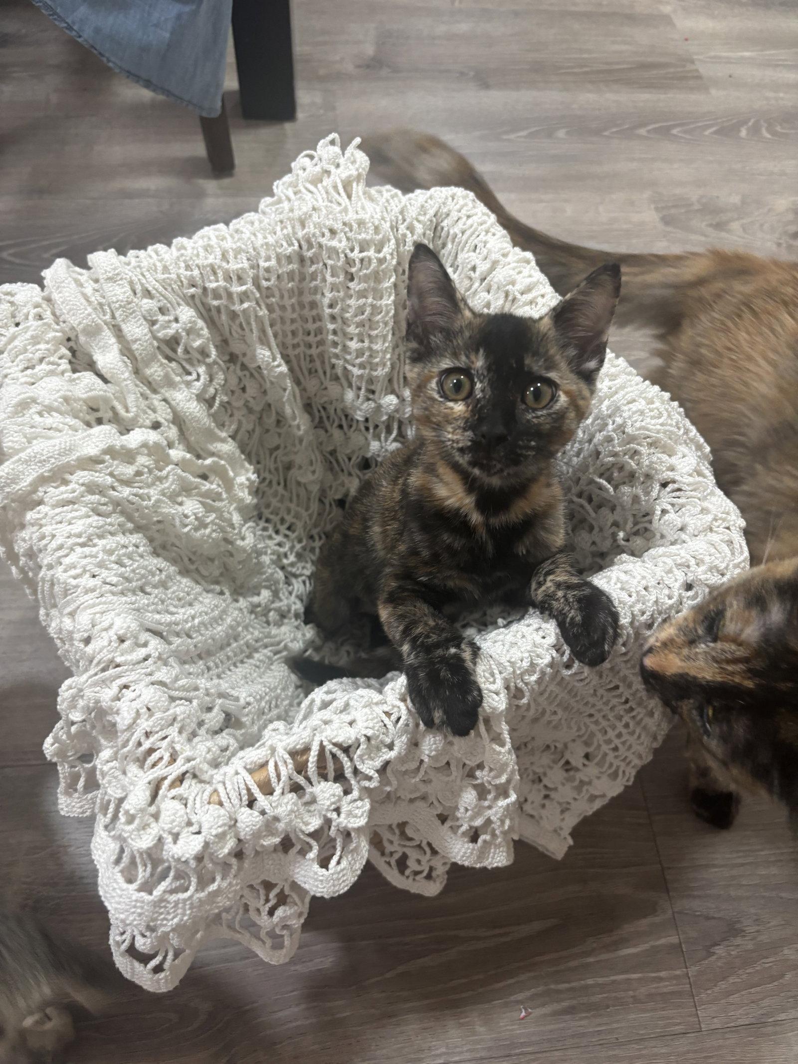 Dolly ( CW), a Adopted Tortoiseshell in Vacaville, CA image 2/3