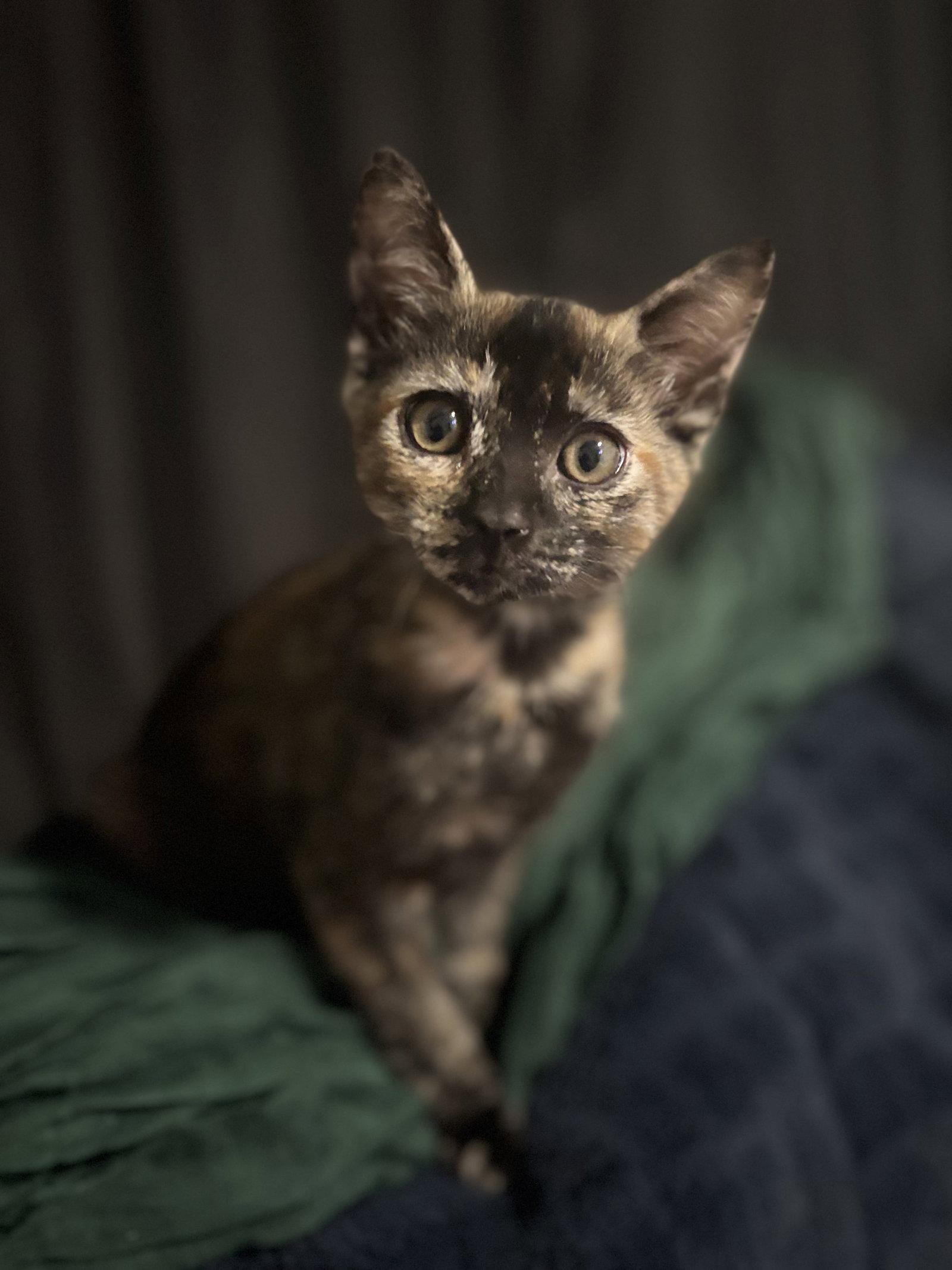 Dolly ( CW), a Adopted Tortoiseshell in Vacaville, CA image 3/3