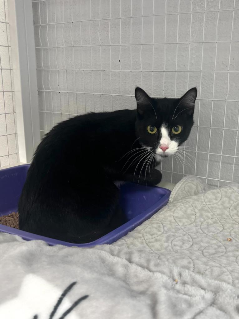 Chevo, a Adoptable mixed breed in Brookings, OR image 1/2