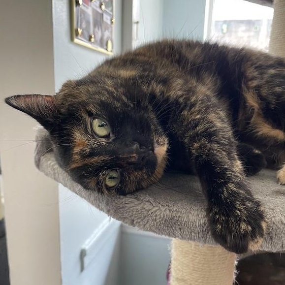Kaleidoscope, an adopted Tortoiseshell in Chicago, IL image 2/4