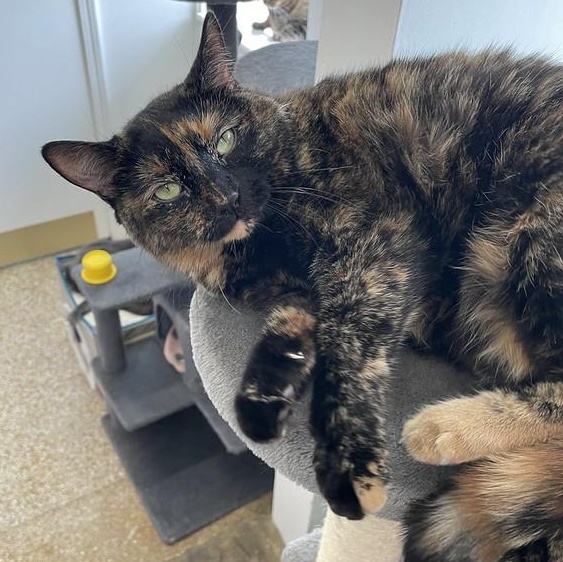 Kaleidoscope, an adopted Tortoiseshell in Chicago, IL image 3/4