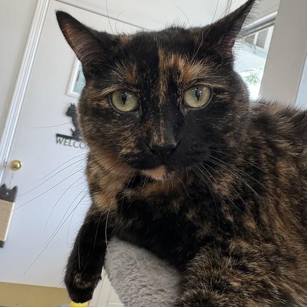 Kaleidoscope, adopted, Adult Female Tortoiseshell.
