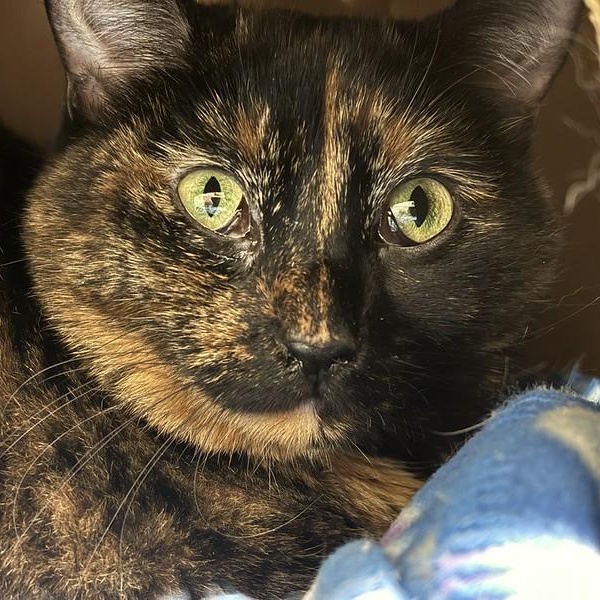 Kaleidoscope, an adopted Tortoiseshell in Chicago, IL image 4/4