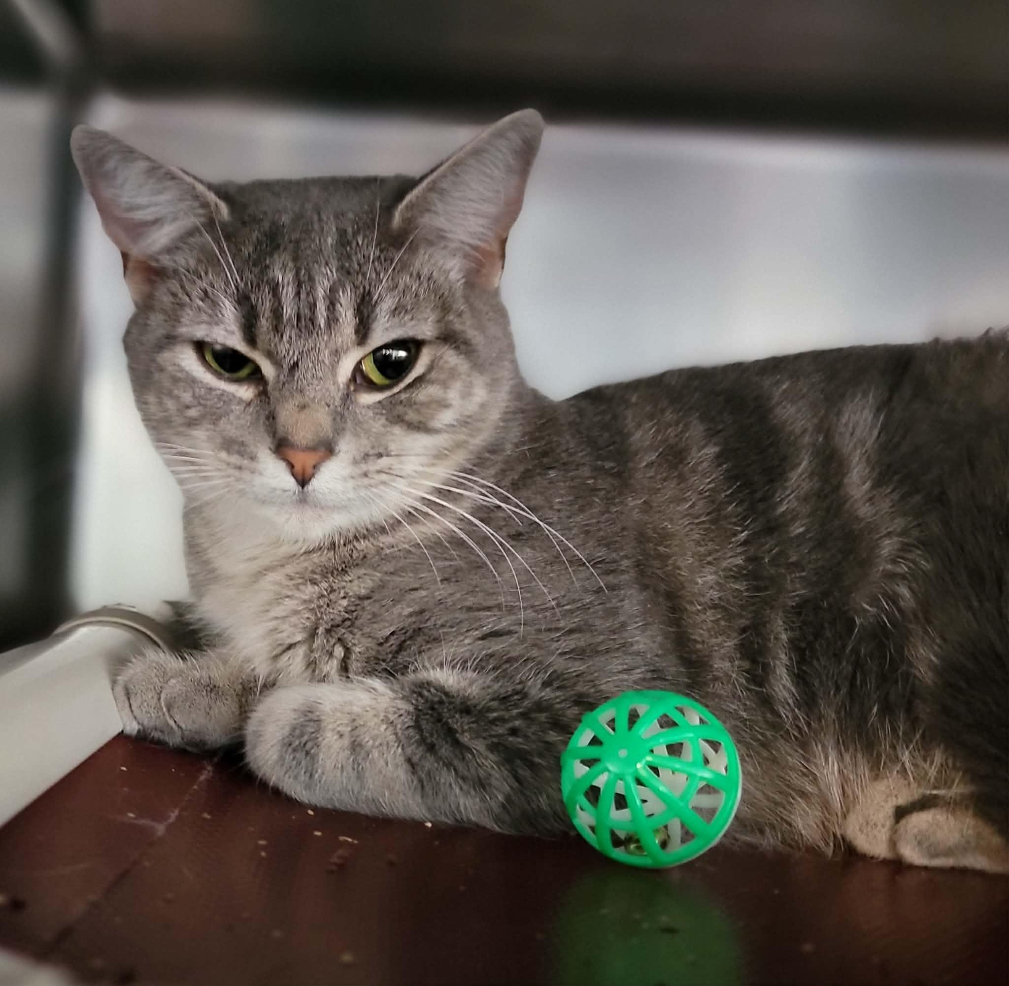 Enlarge Misha , a Adoptable Domestic Short Hair in Myrtle Beach, SC image 2/3