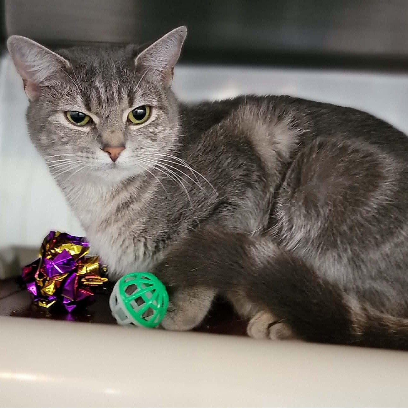 Misha , Adoptable, Adult Female Domestic Short Hair.