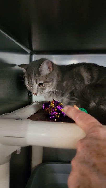 Enlarge Misha , a Adoptable Domestic Short Hair in Myrtle Beach, SC video 3/3