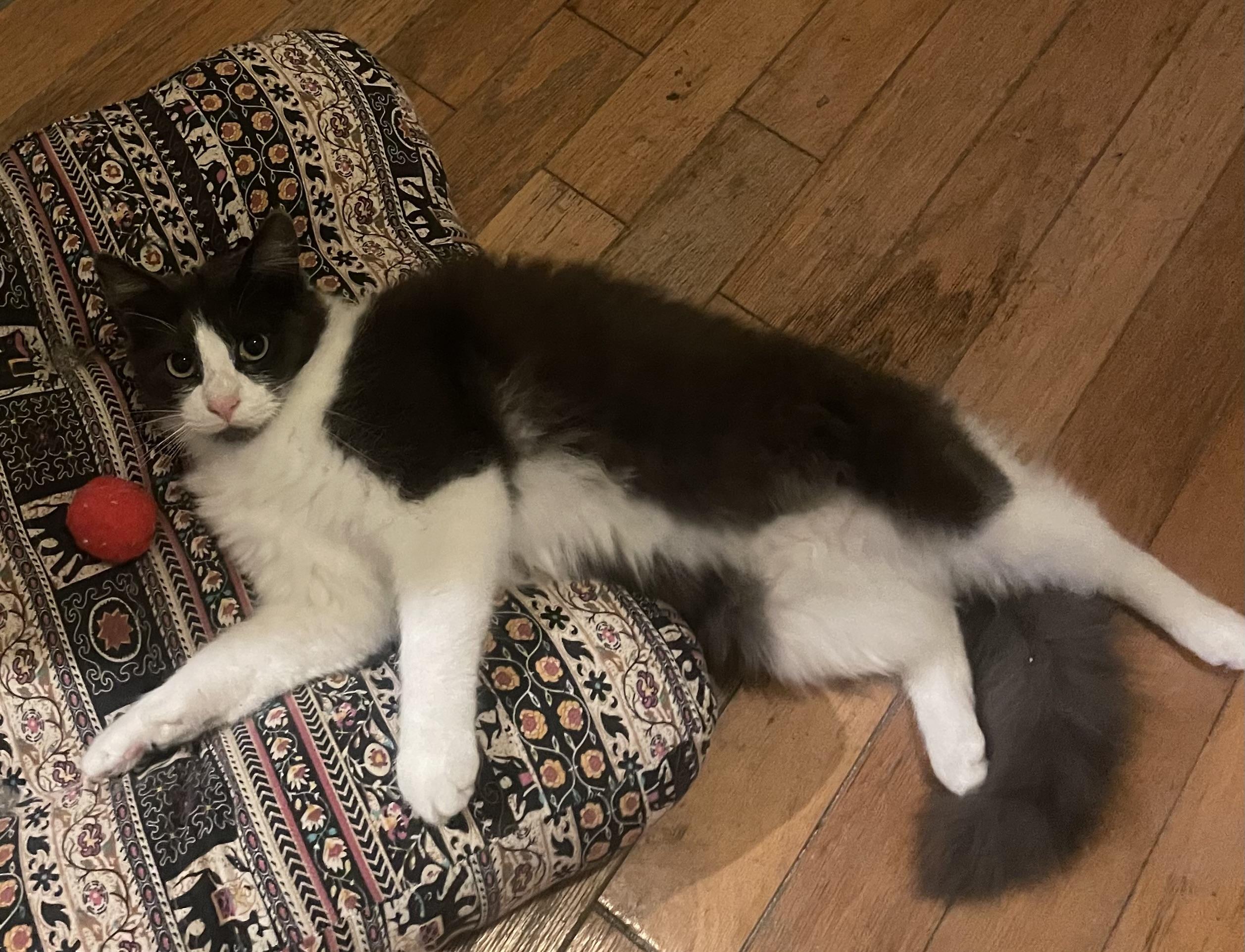 Enlarge Geo, a ADOPTABLE Domestic Medium Hair in Long Beach, CA image 2/3