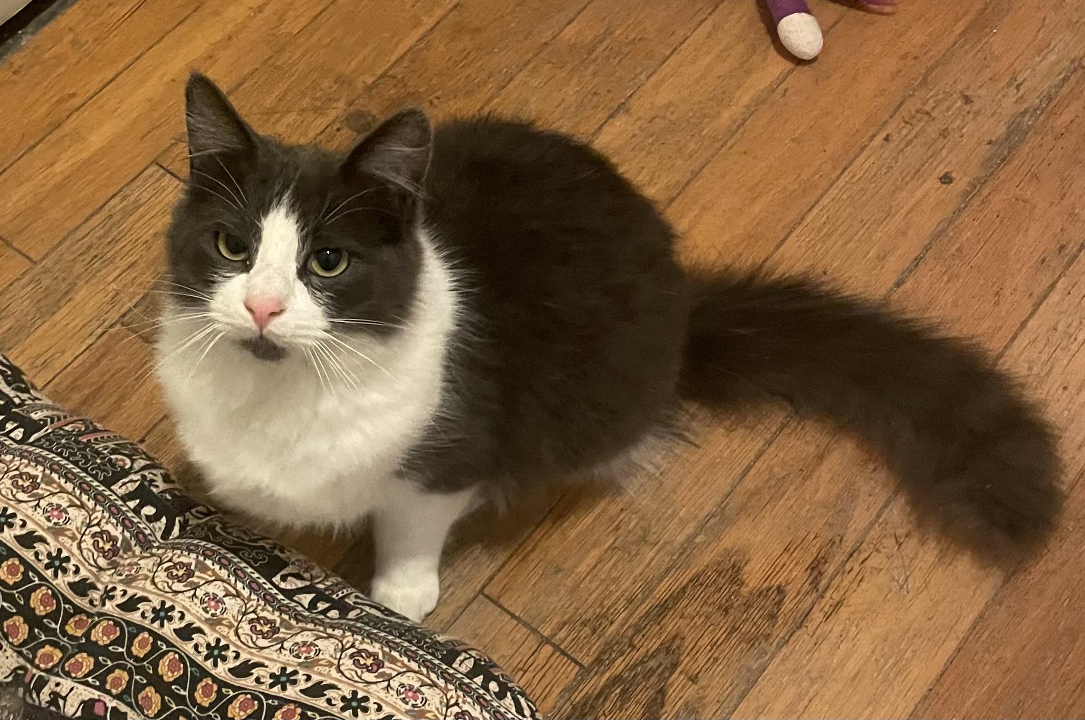 Enlarge Geo, a ADOPTABLE Domestic Medium Hair in Long Beach, CA image 3/3