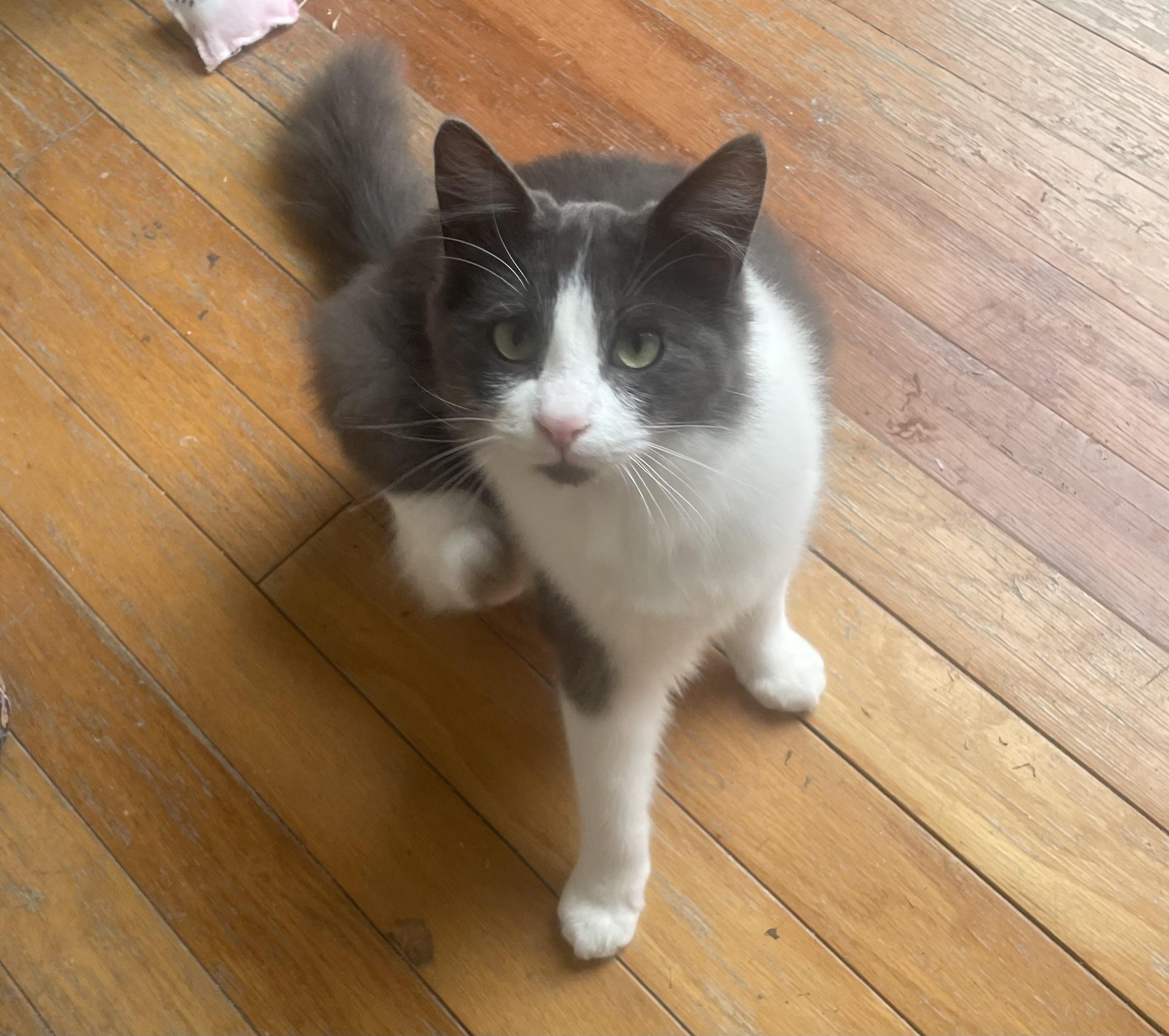 Geo, ADOPTABLE, Young Male Domestic Medium Hair.