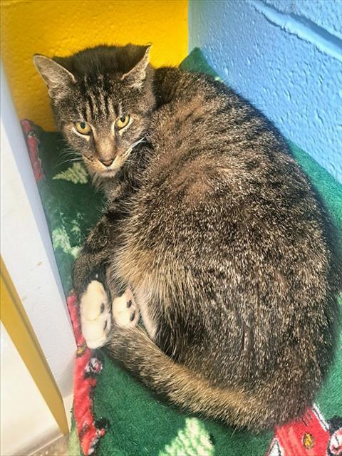 Enlarge ZOMBIE, a Adoptable Domestic Short Hair in Easton, MD image 1/1