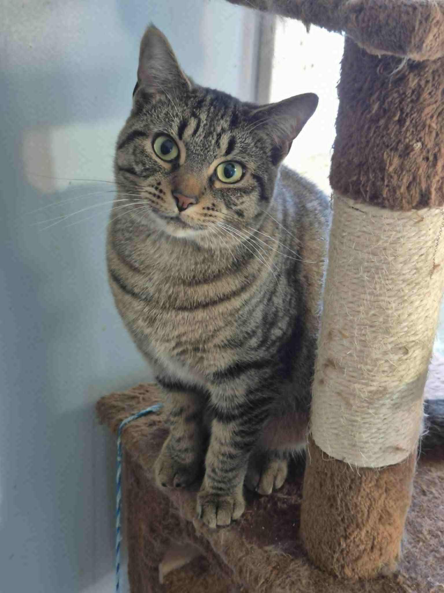 Wednesday, a Adoptable Domestic Short Hair in Fulton, NY image 2/2