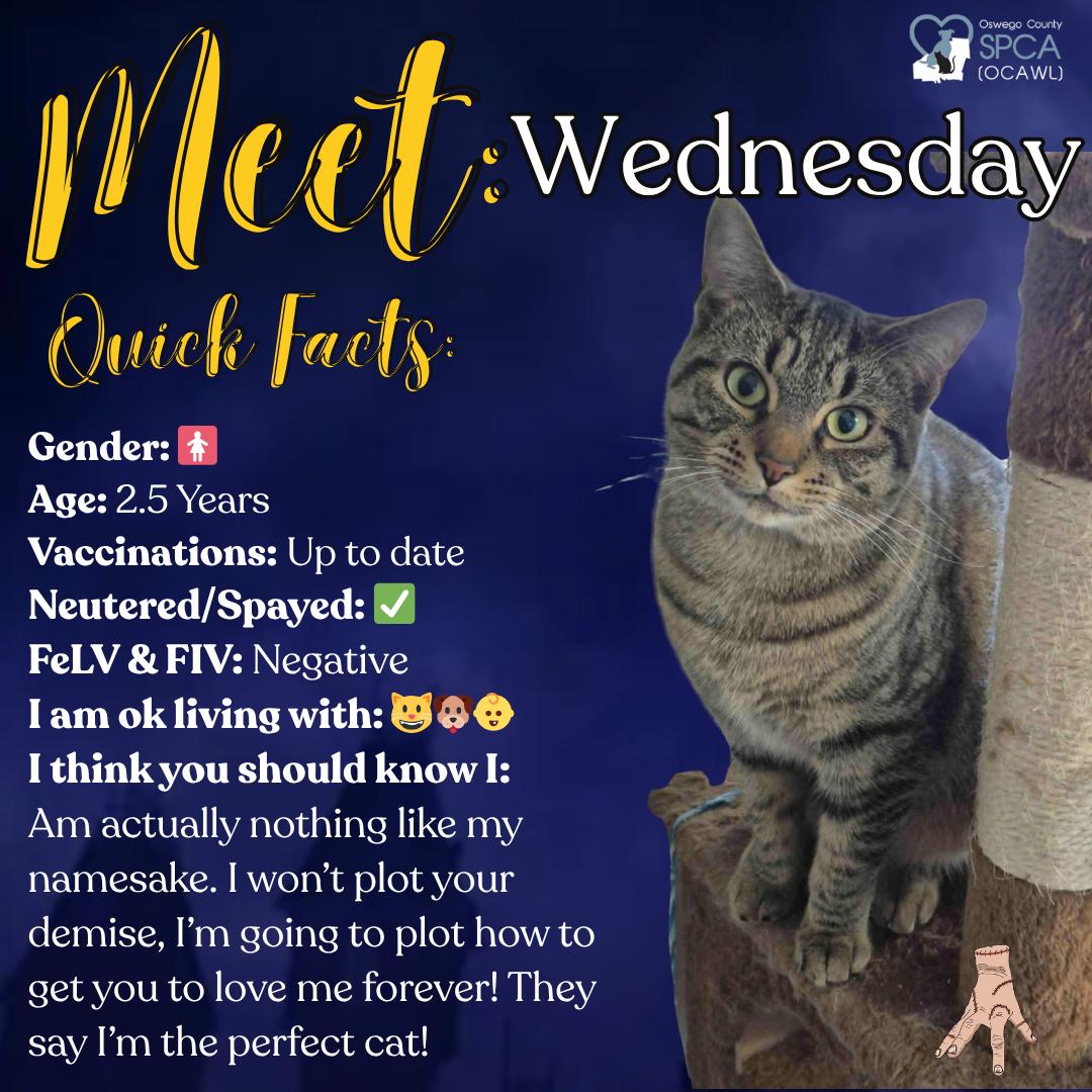Wednesday, Adoptable, Adult Female Domestic Short Hair.