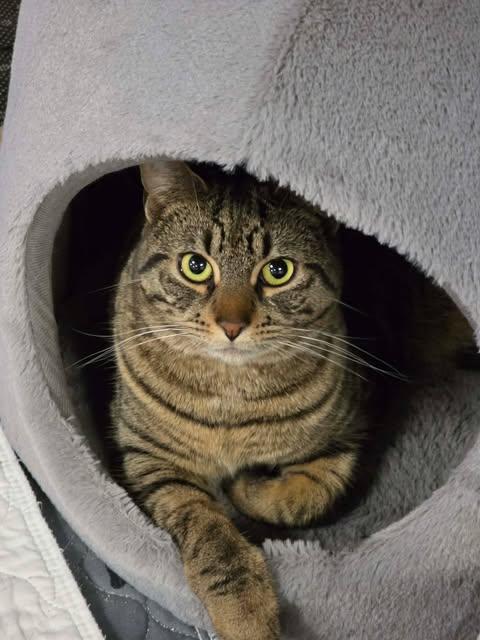 Enlarge Wednesday, an adopted Domestic Short Hair in Fulton, NY image 3/3