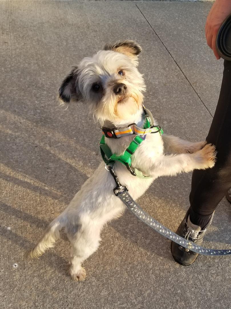 Enlarge Ernie, a ADOPTABLE mixed breed in Stratford, CT image 2/5