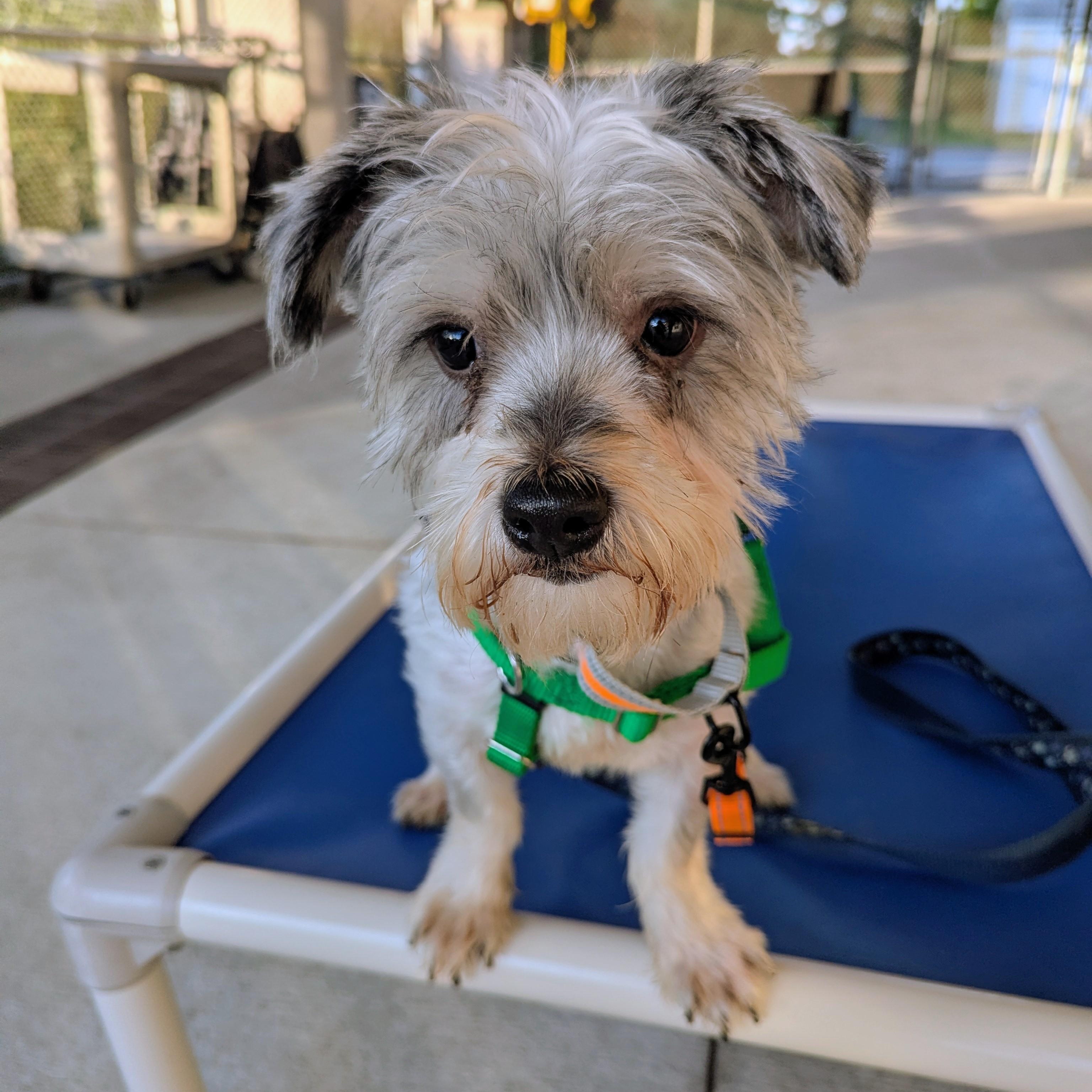Ernie, ADOPTABLE, Adult Male Yorkshire Terrier.