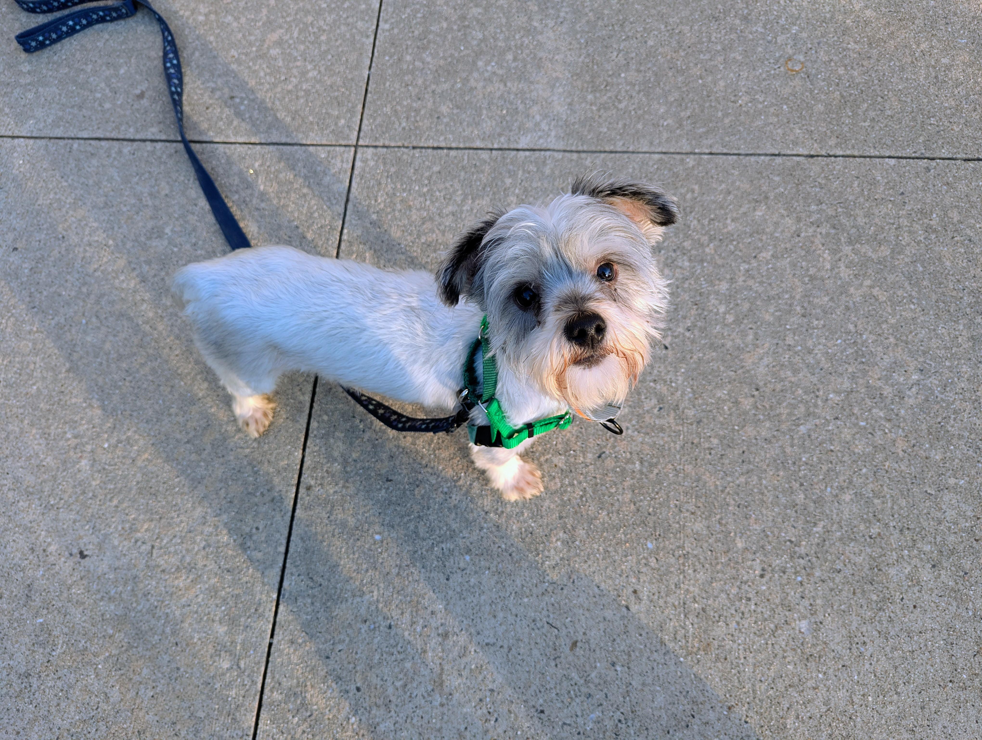 Enlarge Ernie, a ADOPTABLE mixed breed in Stratford, CT image 3/5