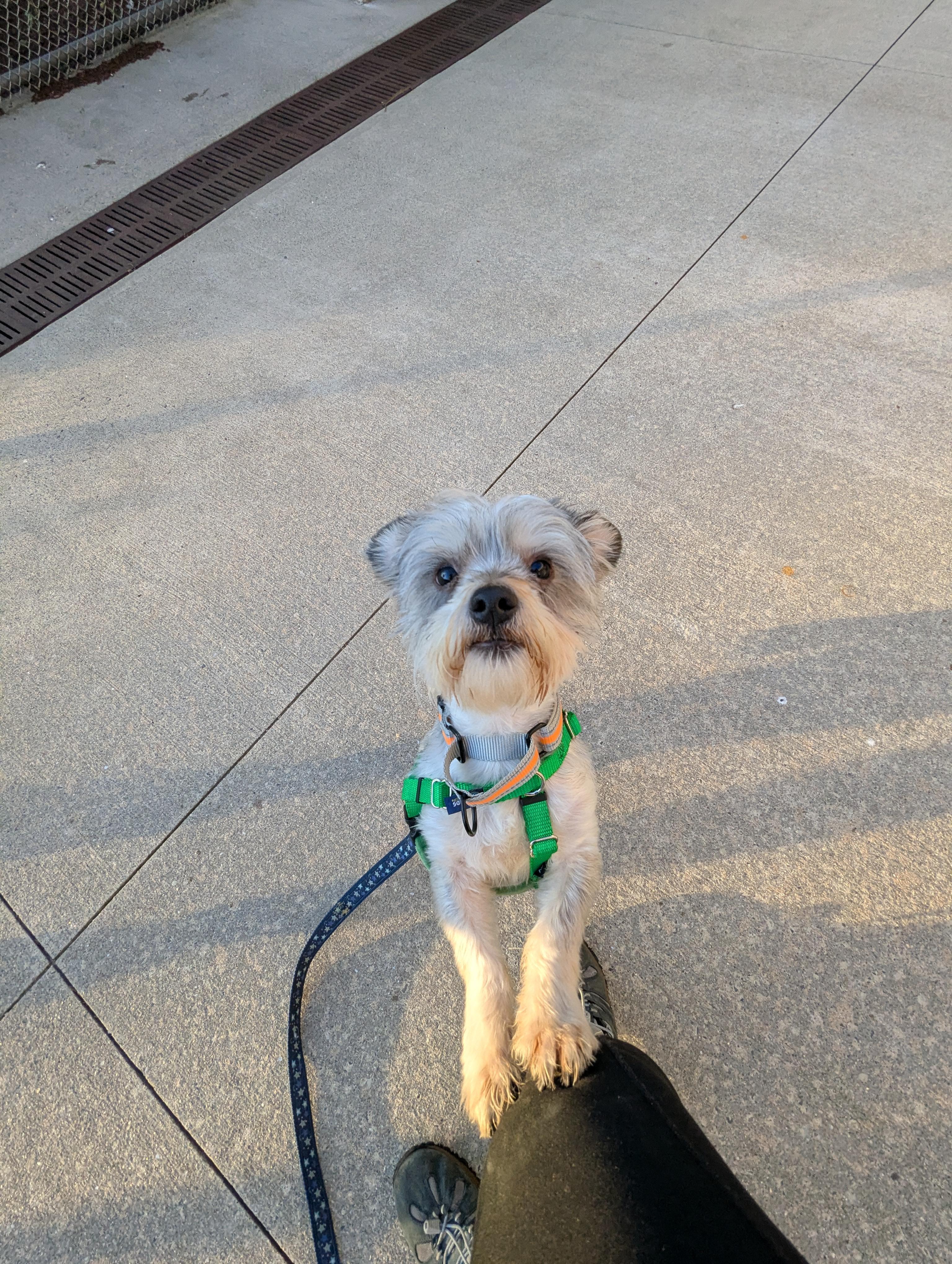 Enlarge Ernie, a ADOPTABLE mixed breed in Stratford, CT image 4/5