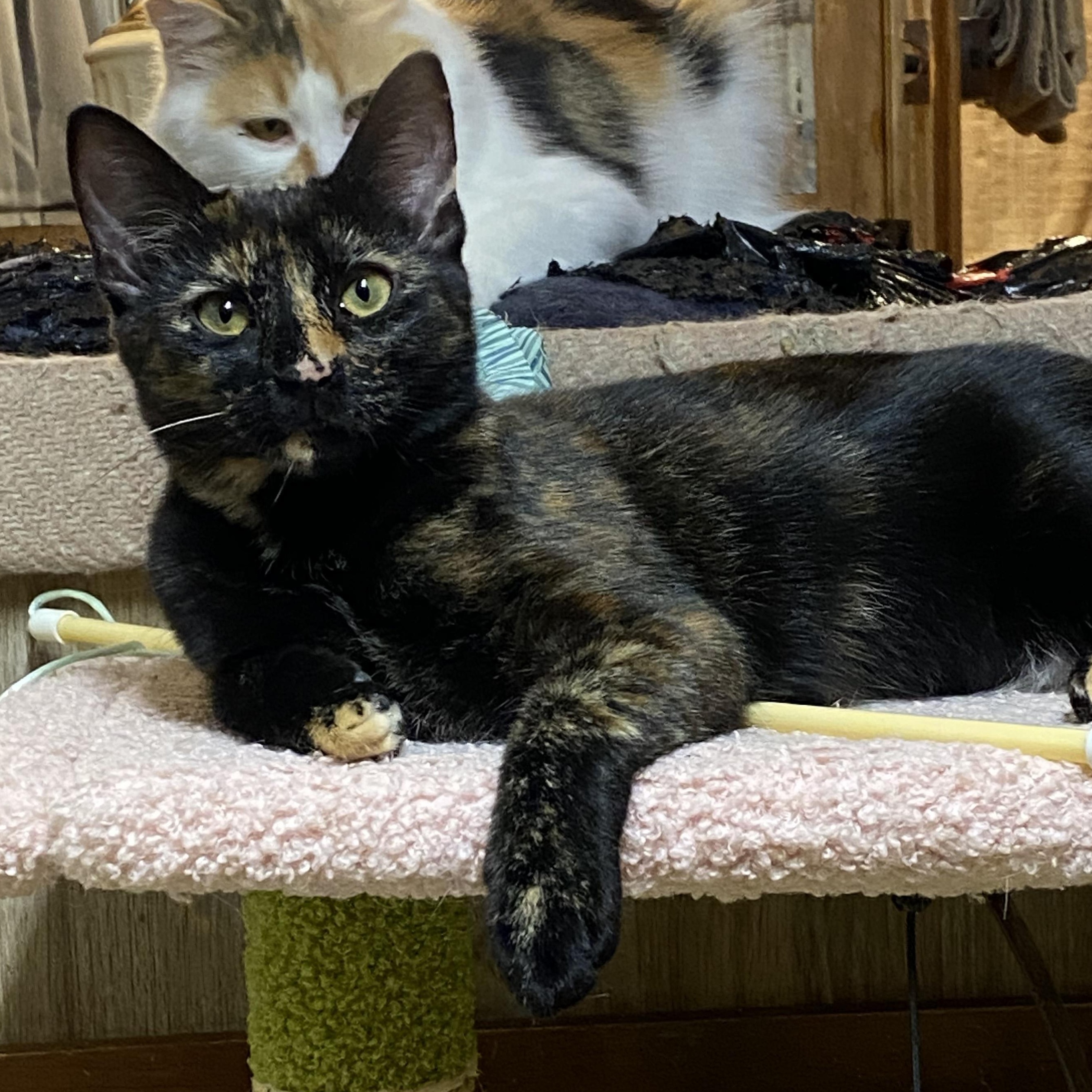 Enlarge Tori, a Adopted Domestic Short Hair in Marina, CA image 1/1