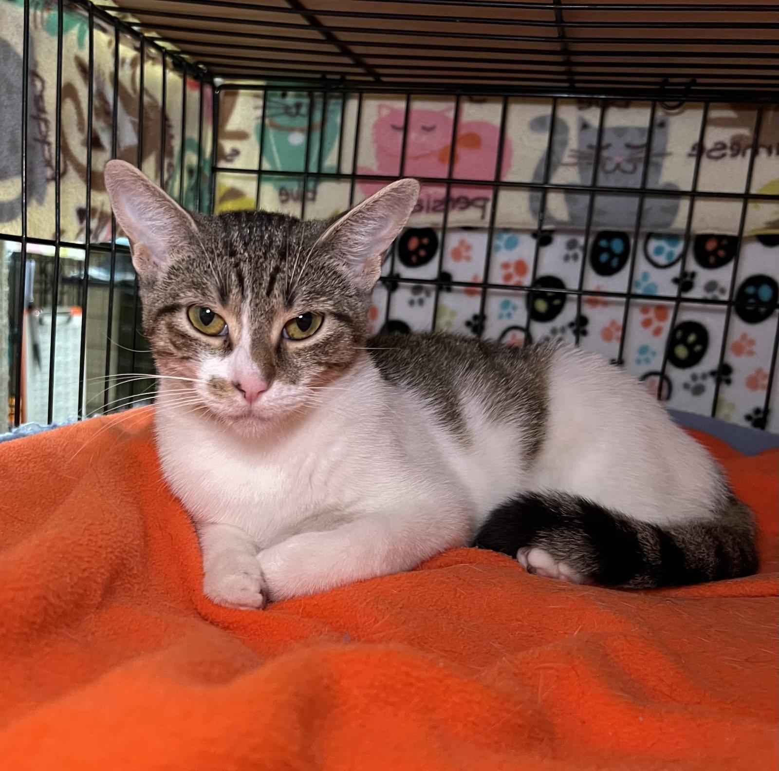 Tiramisu, Adoptable, Young Female Domestic Short Hair.