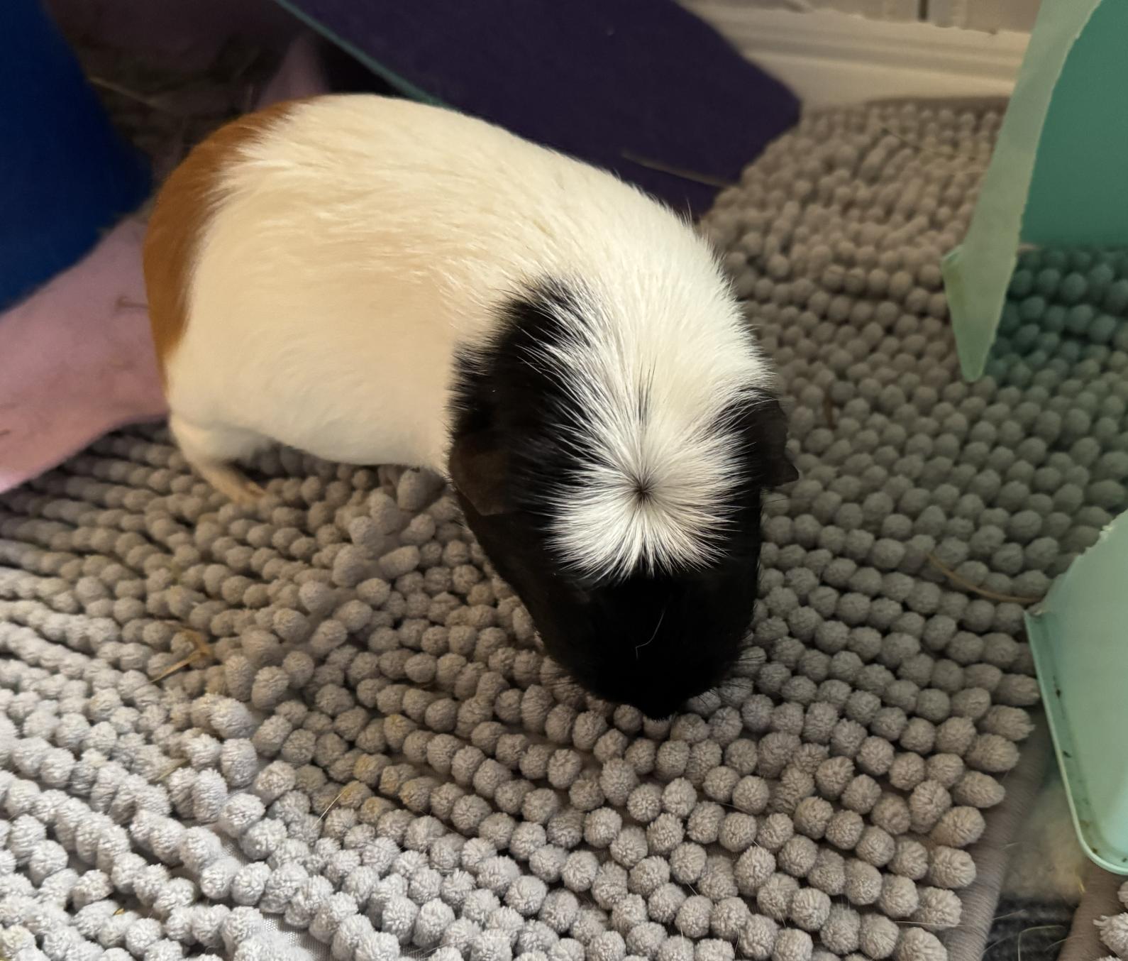 Enlarge Gabby & Smores BONDED, a ADOPTABLE Guinea Pig in Minneapolis, MN image 5/6