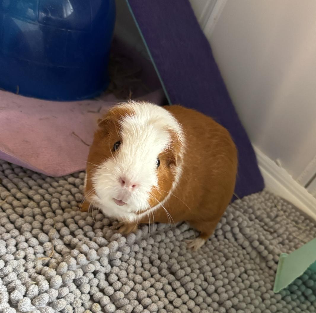 Enlarge Gabby & Smores BONDED, a ADOPTABLE Guinea Pig in Minneapolis, MN image 2/6