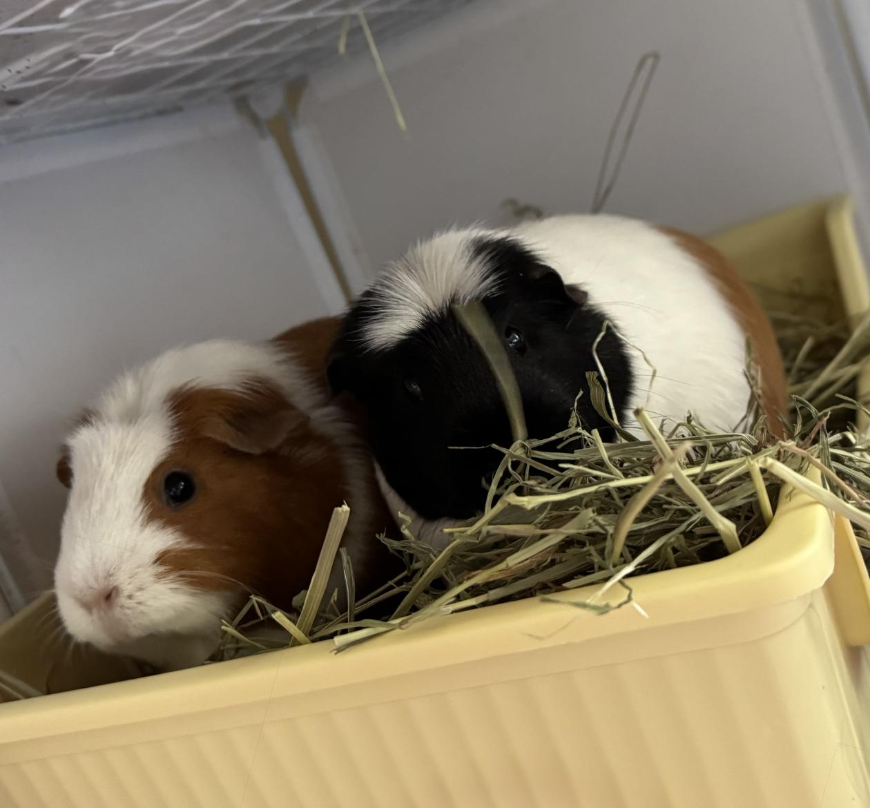 Enlarge Gabby & Smores BONDED, a ADOPTABLE Guinea Pig in Minneapolis, MN image 6/6