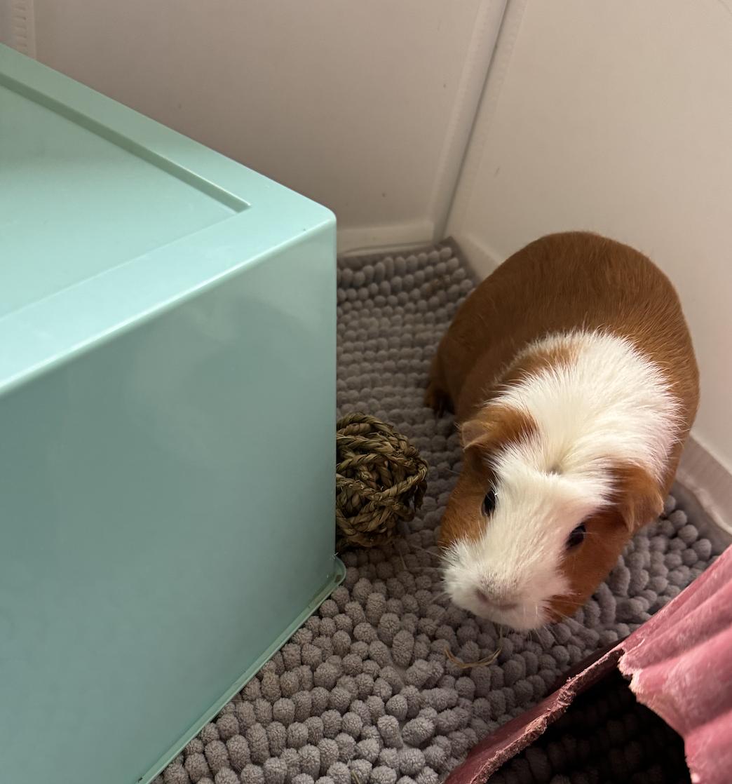 Enlarge Gabby & Smores BONDED, a ADOPTABLE Guinea Pig in Minneapolis, MN image 3/6