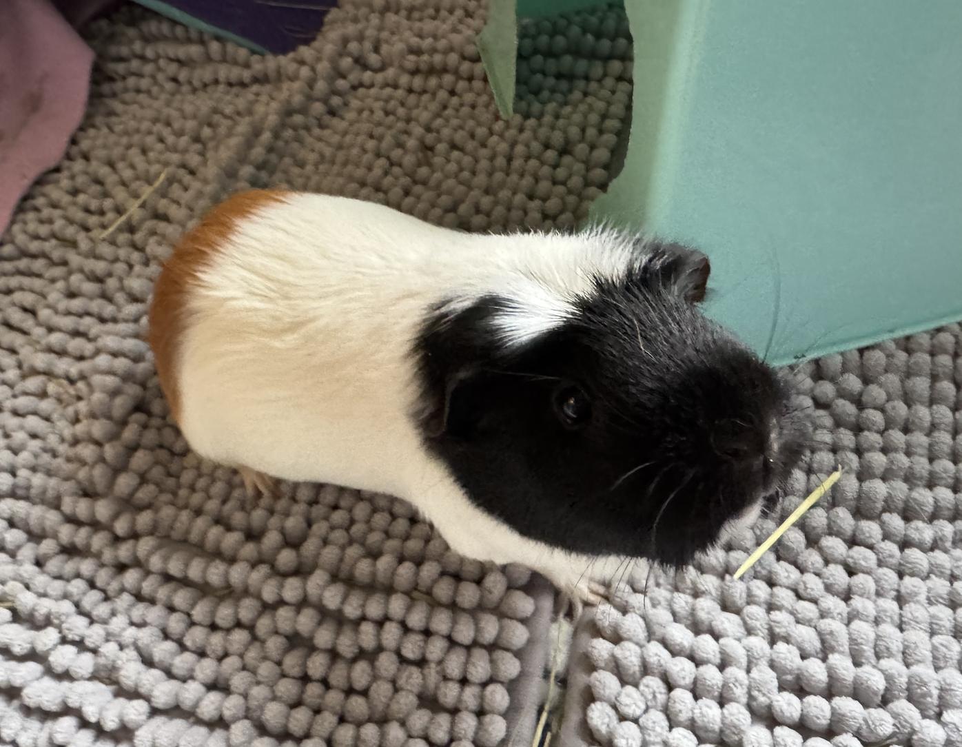 Enlarge Gabby & Smores BONDED, a ADOPTABLE Guinea Pig in Minneapolis, MN image 4/6